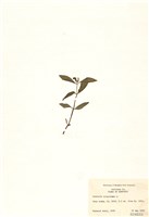 藏品(水八角屬)的圖片